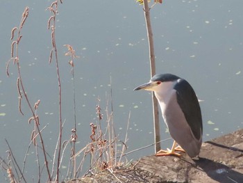 Black-crowned Night Heron 市ヶ谷濠 Sun, 2/7/2021