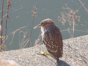 Black-crowned Night Heron 市ヶ谷濠 Sun, 2/7/2021