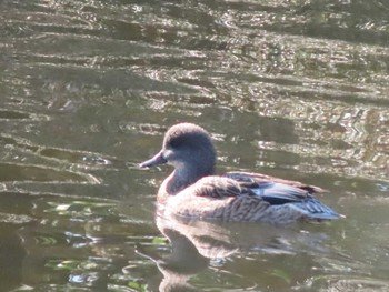 Falcated Duck 北の丸公園 Sun, 2/7/2021