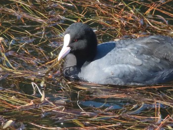 Eurasian Coot 二重橋濠 Sun, 2/7/2021