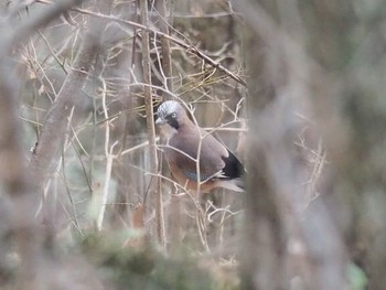 Eurasian Jay 御岳山、御岳山神社 Mon, 12/26/2016