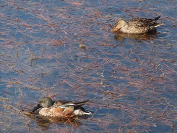 Northern Shoveler 桜田濠 Sun, 2/7/2021