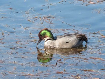 Falcated Duck 桜田濠 Sun, 2/7/2021