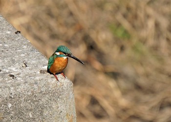 2021年2月7日(日) 見沼たんぼの野鳥観察記録