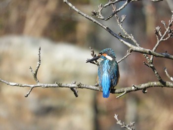 2021年2月7日(日) 袖ヶ浦公園の野鳥観察記録