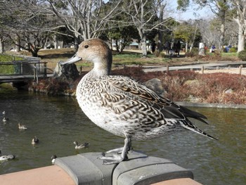 オナガガモ 袖ヶ浦公園 2021年2月7日(日)