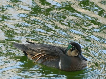 2021年2月7日(日) 薬師池公園の野鳥観察記録