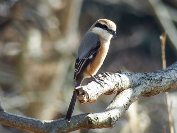 2021年2月7日(日) 21世紀の森と広場(千葉県松戸市)の野鳥観察記録