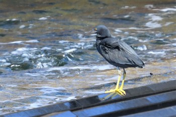 Pacific Reef Heron 伊豆諸島北部 Sun, 2/7/2021