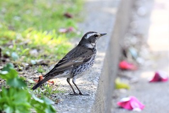 Dusky Thrush 伊豆諸島北部 Sun, 2/7/2021