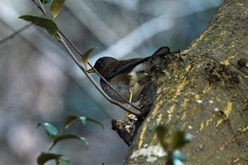 Pale Thrush 伊豆諸島北部 Sun, 2/7/2021