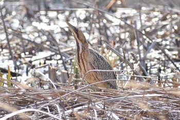 Sun, 2/7/2021 Birding report at 浮島ヶ原自然公園