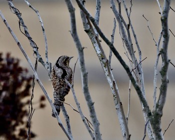 Eurasian Wryneck Watarase Yusuichi (Wetland) Sun, 3/6/2016