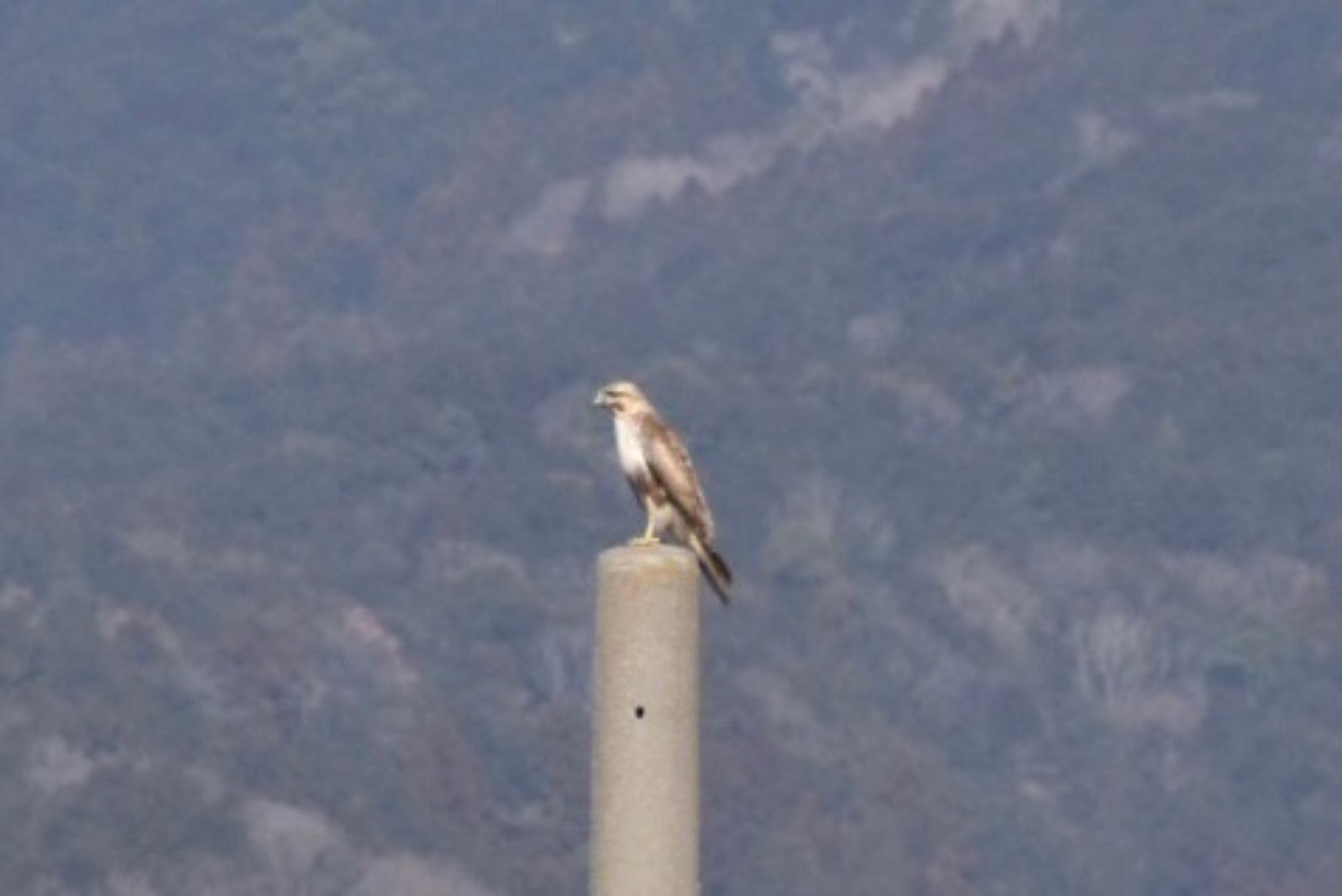 Photo of Eastern Buzzard at 浮島ヶ原自然公園 by monsuke