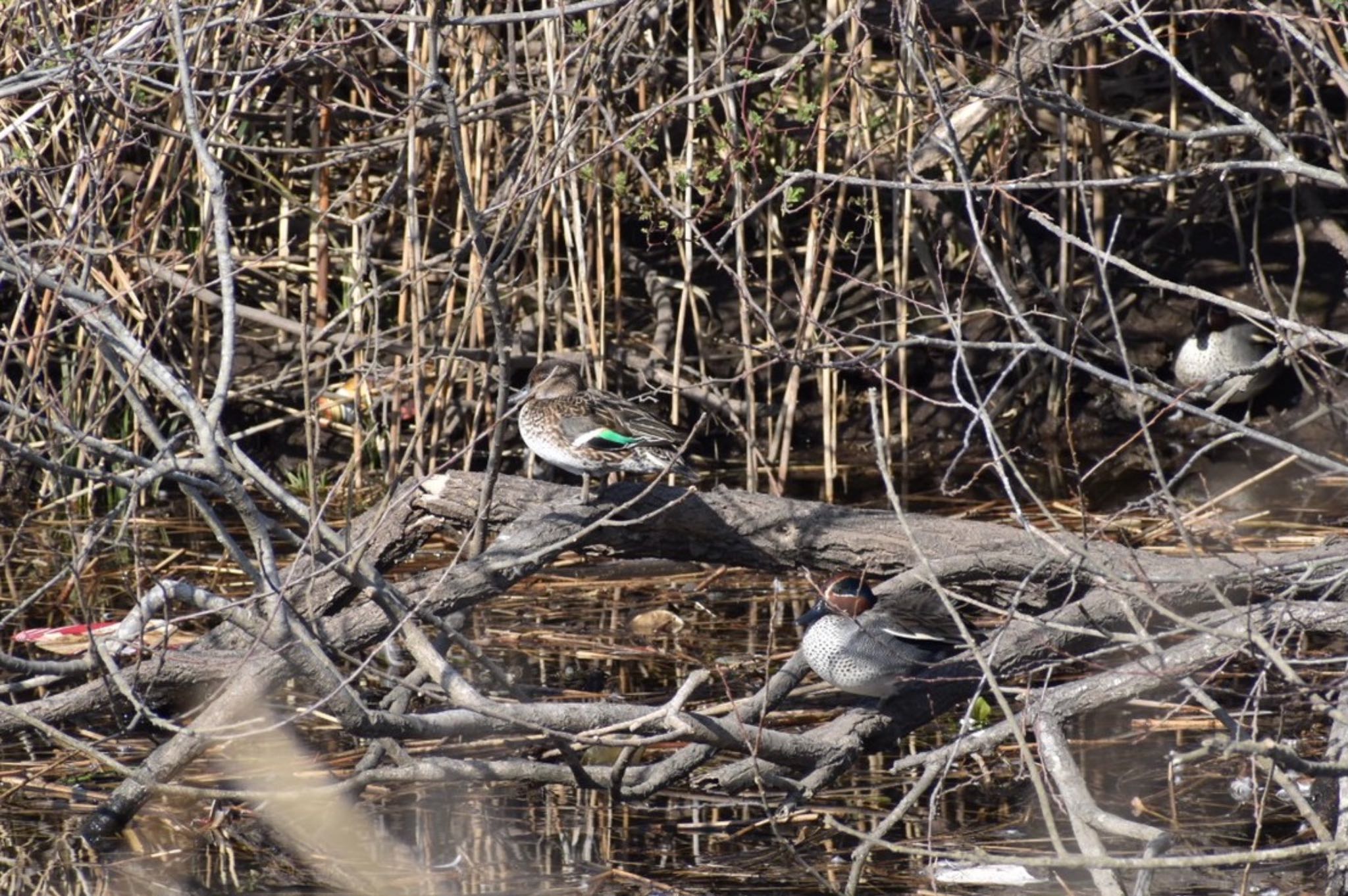 Photo of Eurasian Teal at 浮島ヶ原自然公園 by monsuke