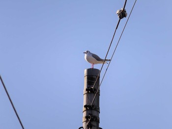 ユリカモメ 入江川（横浜市神奈川区） 2021年2月1日(月)