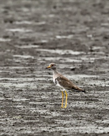 Grey-headed Lapwing Isanuma Thu, 9/15/2016