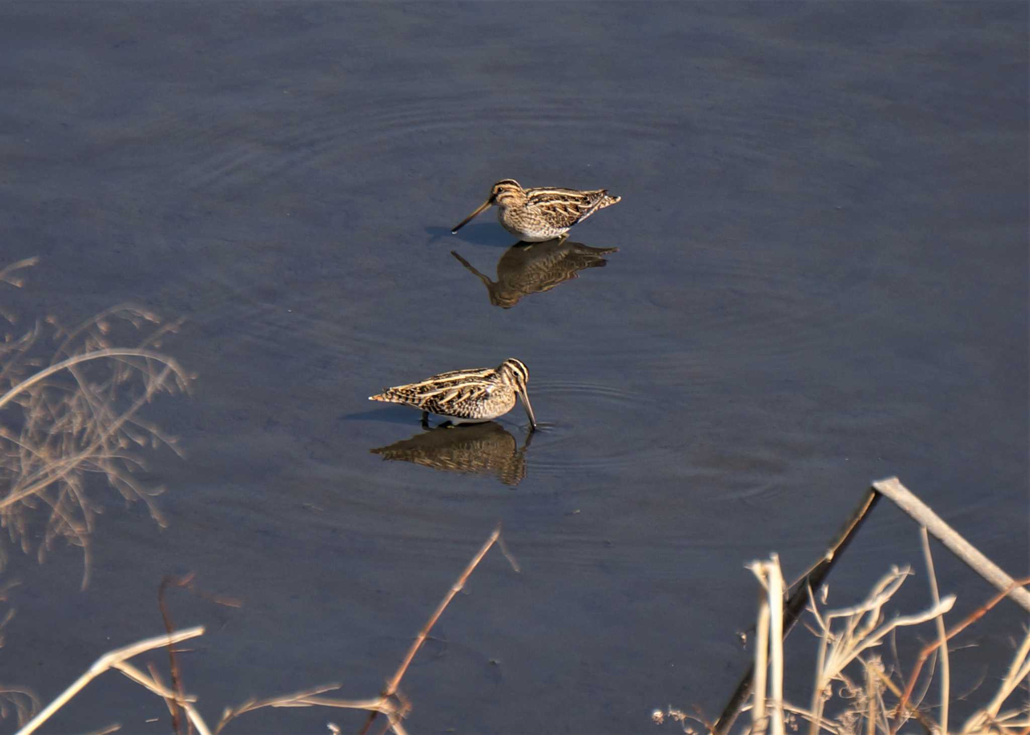 Photo of Common Snipe at Minuma Rice Field by kawataro