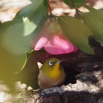 Sun, 2/7/2021 Birding report at Machida Yakushiike Park