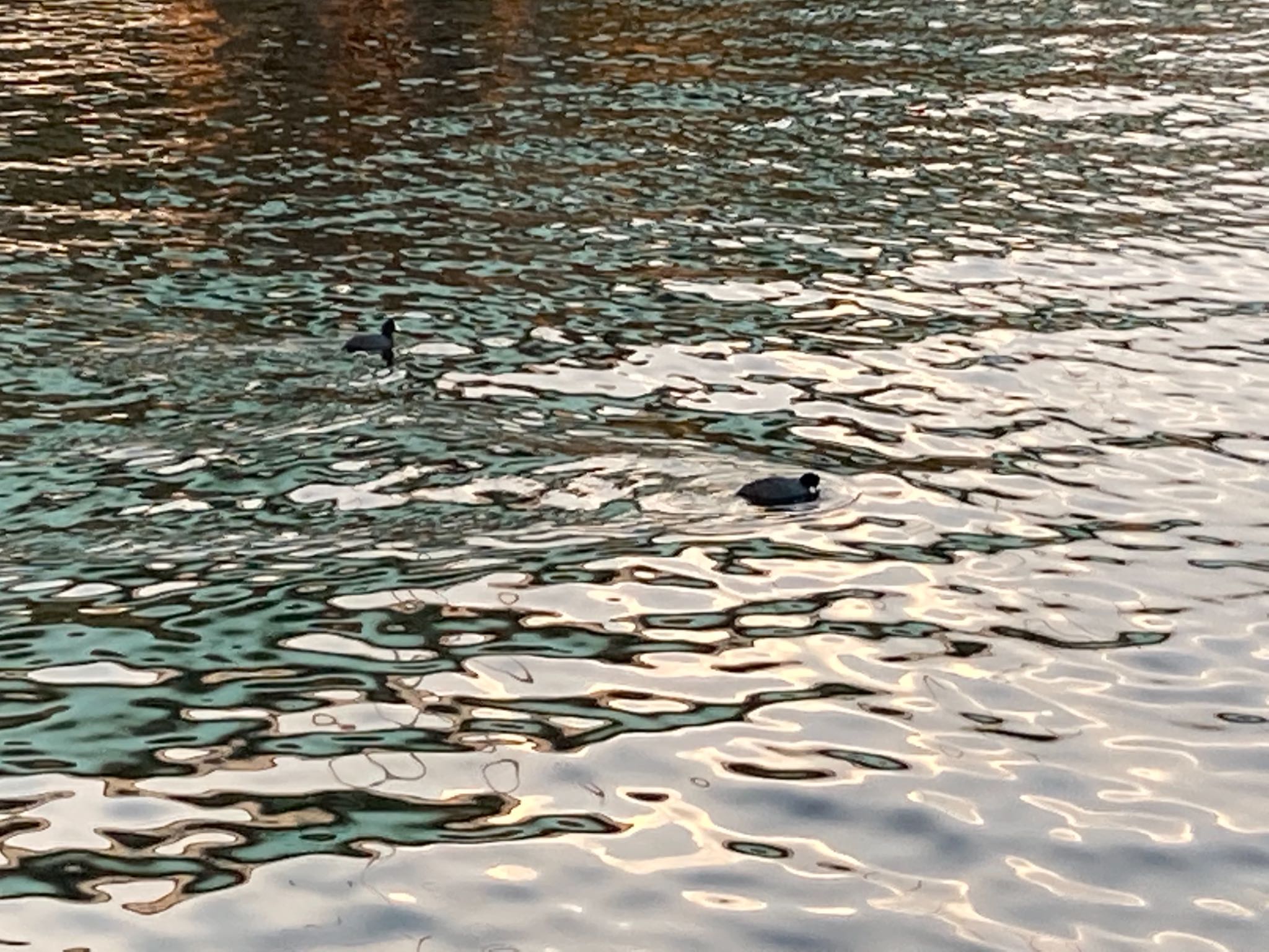 夢の島公園(東京都江東区) オオバンの写真 by のぐち