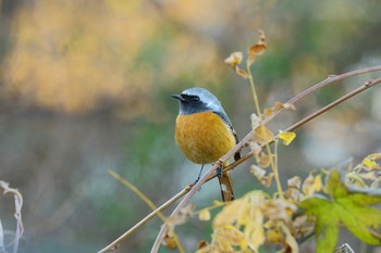 ジョウビタキ 場所が不明 2016年12月25日(日)