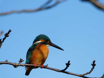 2021年2月4日(木) 野川の野鳥観察記録