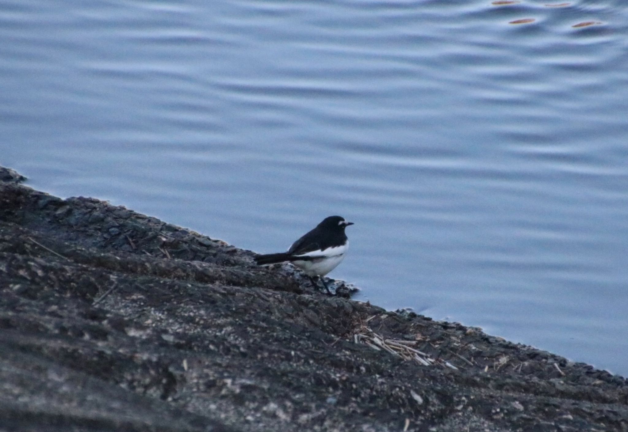 Photo of Japanese Wagtail at 大阪府民の森むろいけ園地 by Mariko N