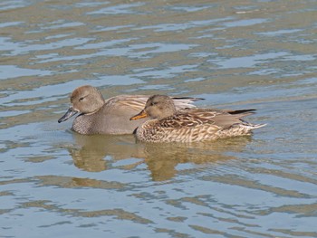 Sat, 2/6/2021 Birding report at 明石市