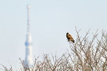 ノスリ 東京湾 2021年2月7日(日)