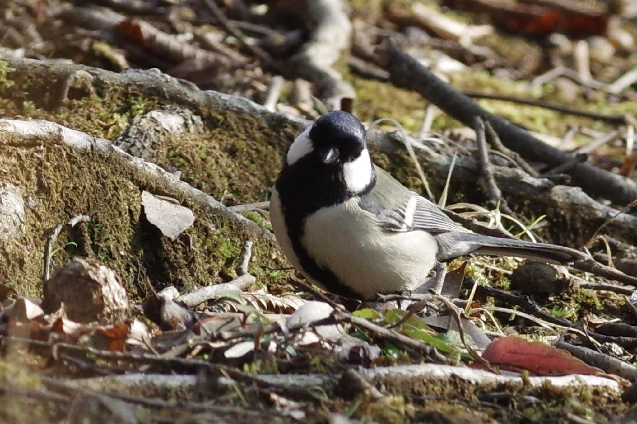 Japanese Tit