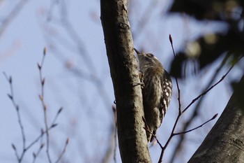 Japanese Pygmy Woodpecker 千葉市平和公園 Sun, 2/7/2021