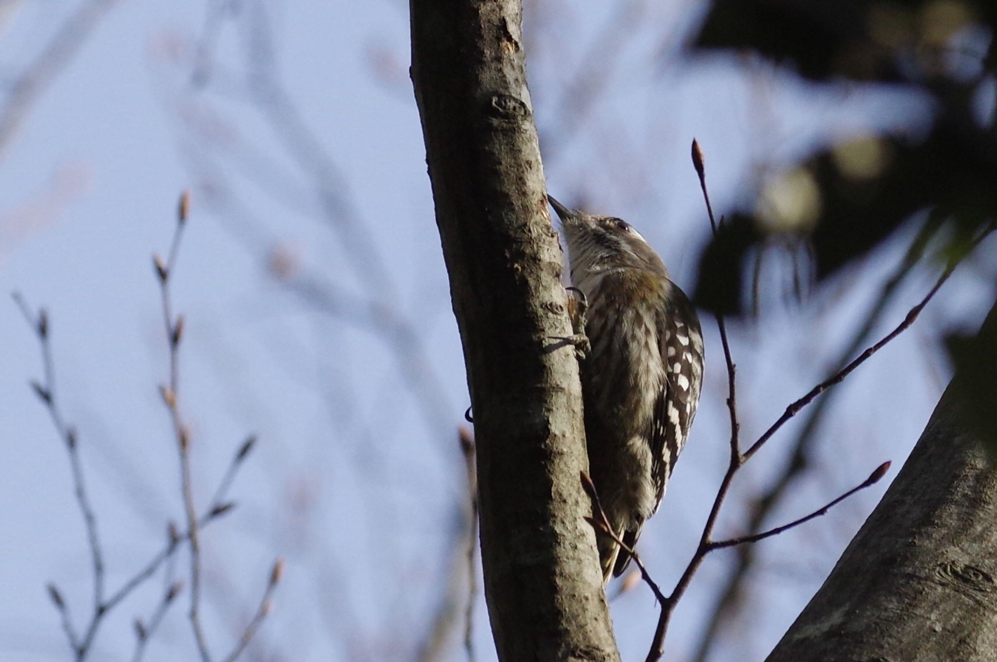 Japanese Pygmy Woodpecker