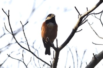 Varied Tit 千葉市平和公園 Sun, 2/7/2021