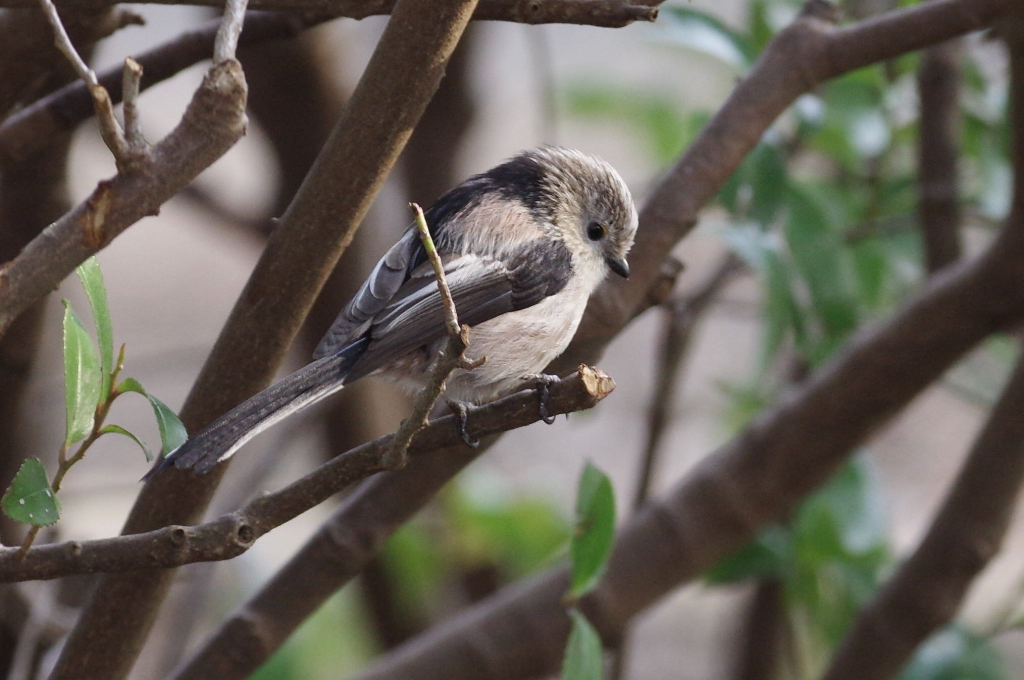 Long-tailed Tit