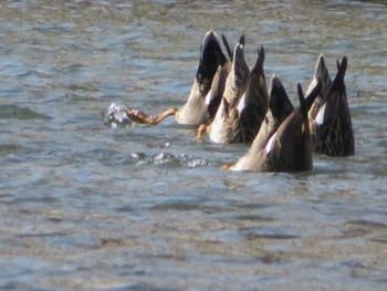 Sun, 2/7/2021 Birding report at 相模川