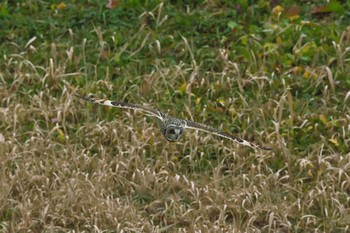 Short-eared Owl Watarase Yusuichi (Wetland) Tue, 12/27/2016