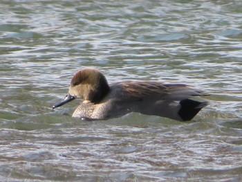 Gadwall 相模川 Sun, 2/7/2021