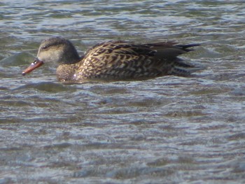 Gadwall 相模川 Sun, 2/7/2021