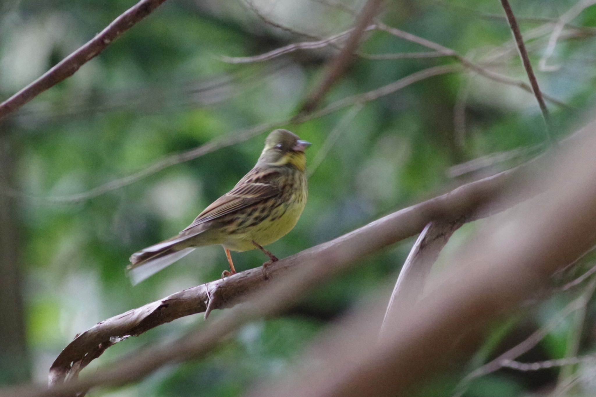 Masked Bunting