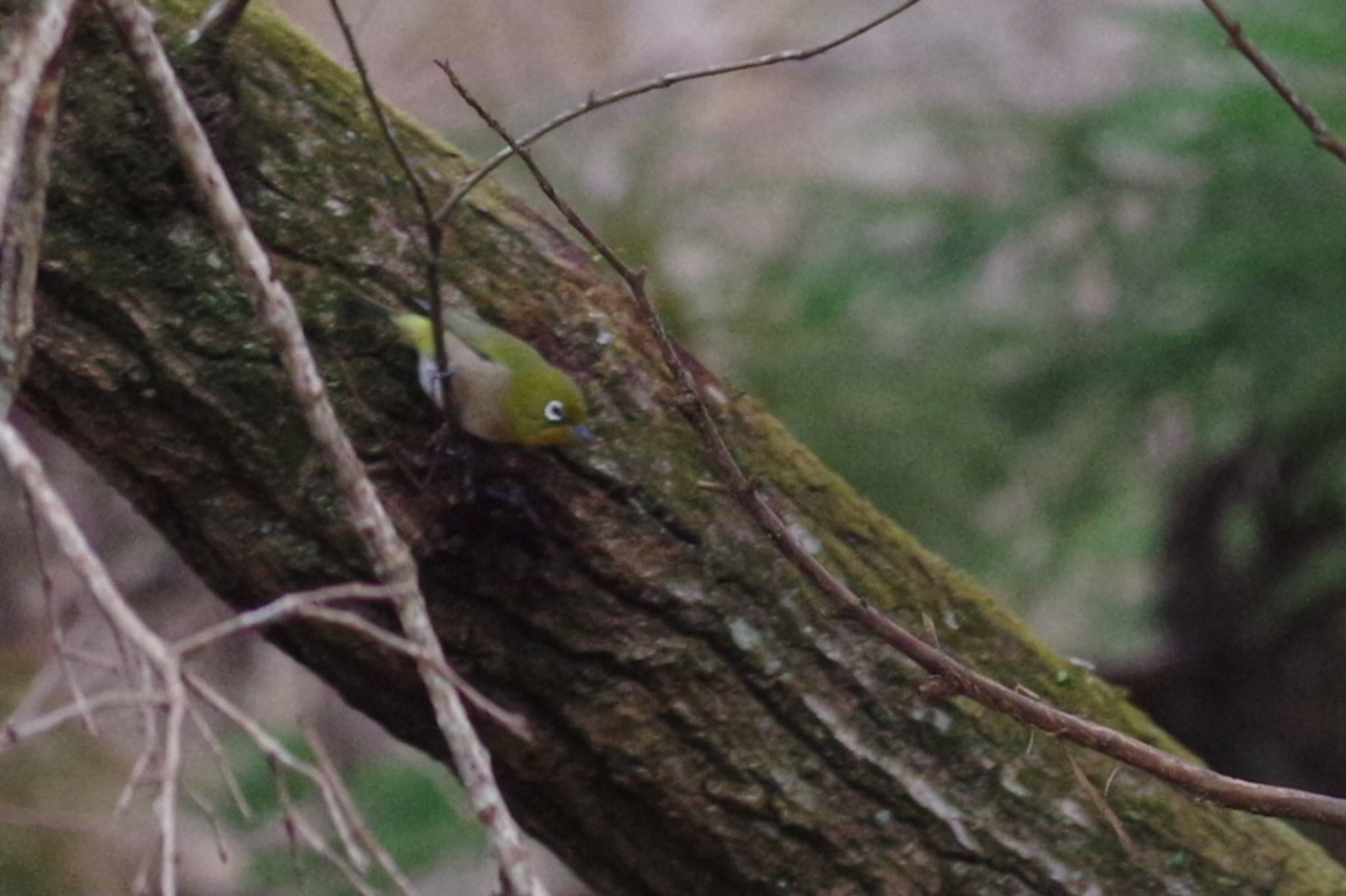 Warbling White-eye