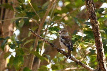 シメ 秋ヶ瀬公園(野鳥の森) 2021年2月7日(日)