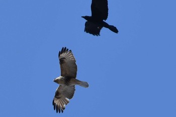 ノスリ 秋ヶ瀬公園(野鳥の森) 2021年2月7日(日)