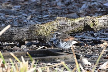 ツグミ 秋ヶ瀬公園(野鳥の森) 2021年2月7日(日)