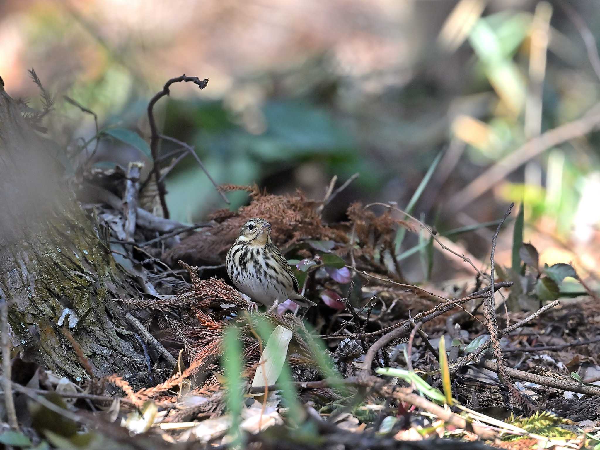 坂田が池 ビンズイの写真 by birds@hide3