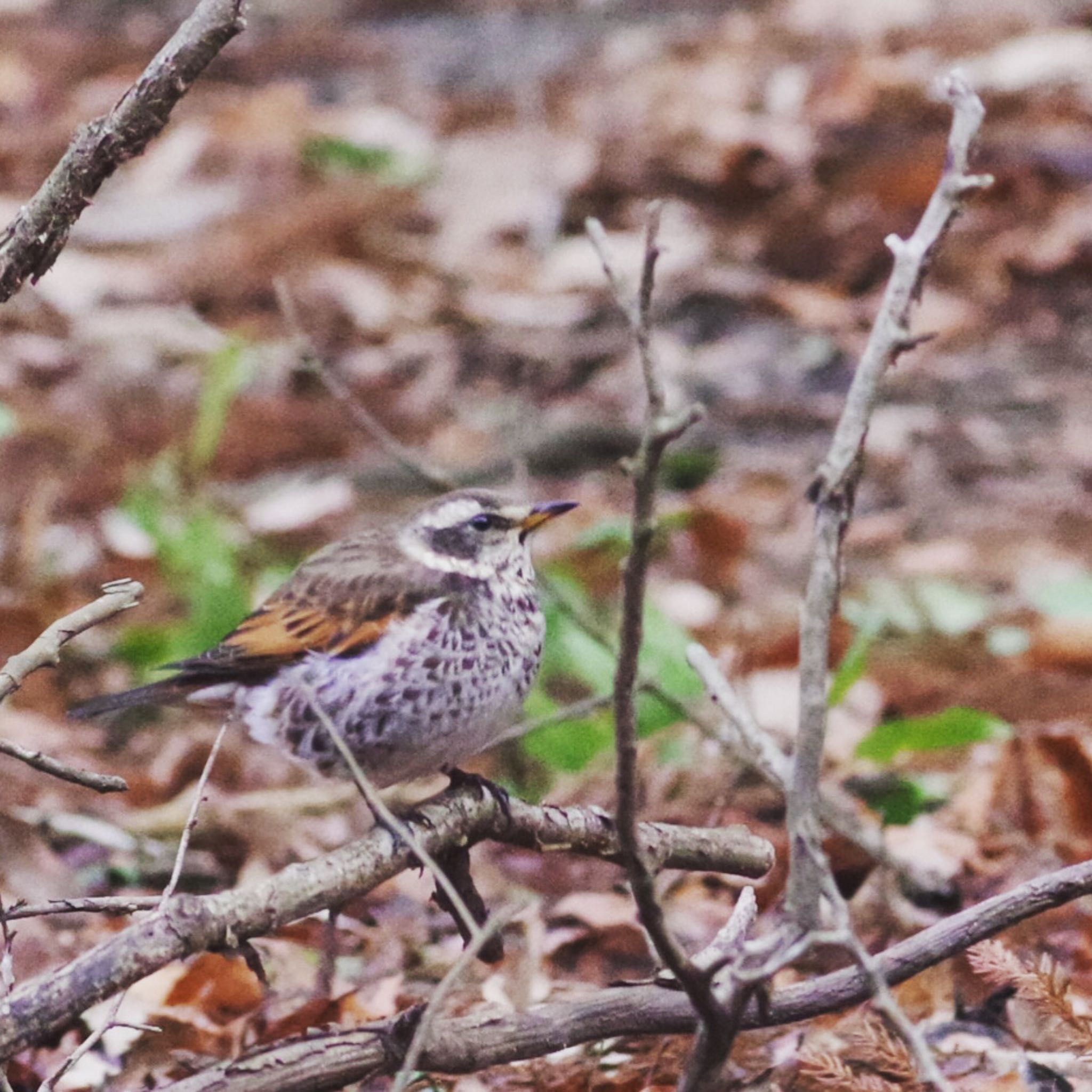 Dusky Thrush