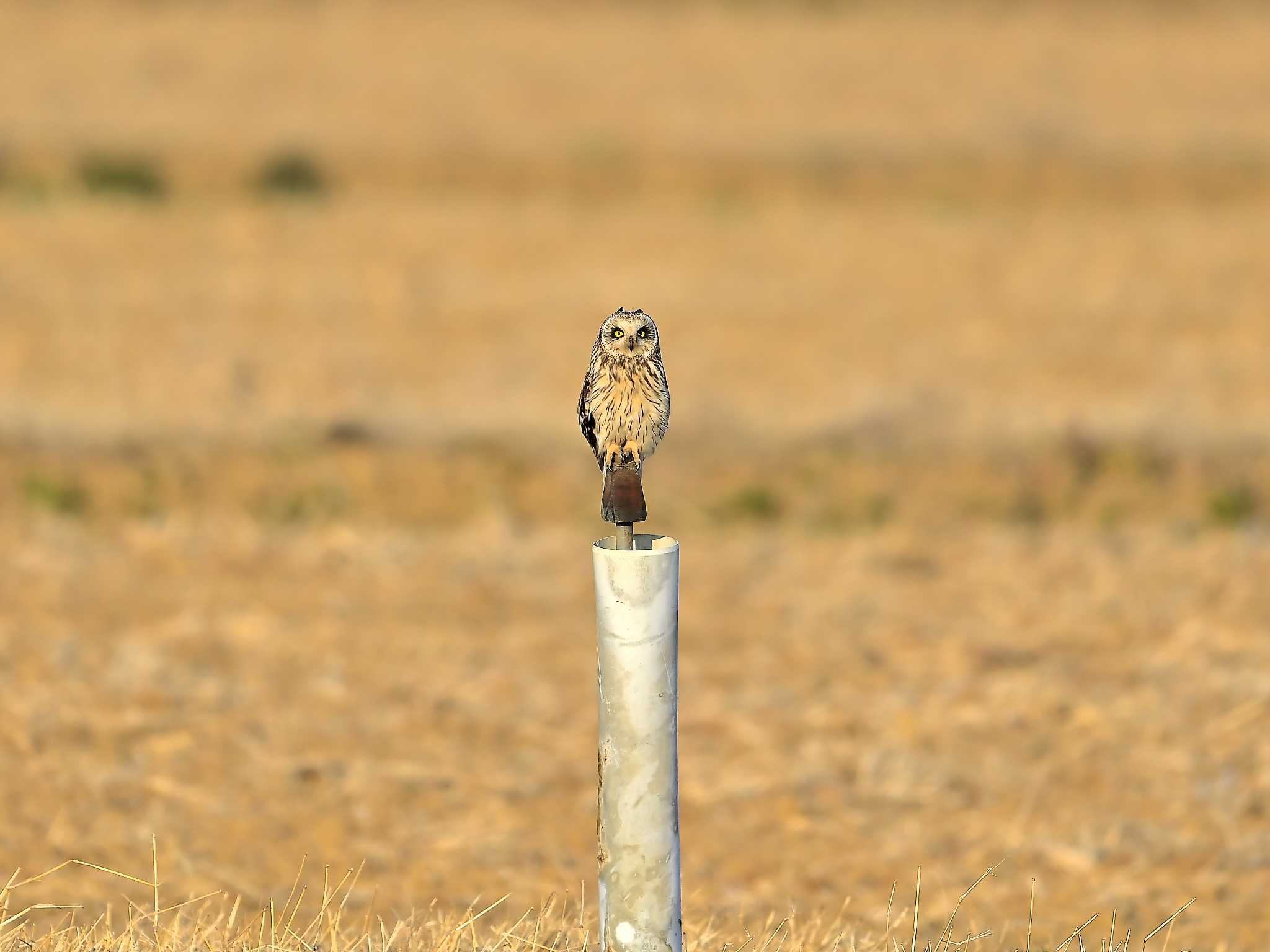 手賀沼 コミミズクの写真 by birds@hide3