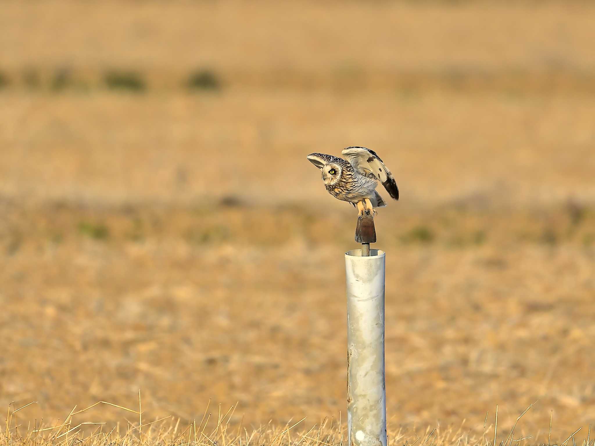 手賀沼 コミミズクの写真 by birds@hide3