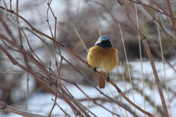 Sun, 2/7/2021 Birding report at 北海道　函館市　松倉川