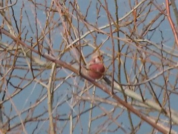 Siberian Long-tailed Rosefinch 愛知県名古屋市庄内川 Sun, 2/7/2021