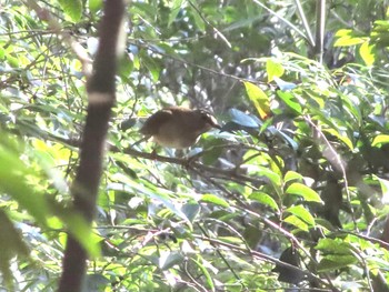 Sat, 2/6/2021 Birding report at 名古屋平和公園